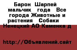 Барон (Шарпей), мальчик 3 года - Все города Животные и растения » Собаки   . Ненецкий АО,Каменка д.